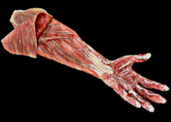 Flayed hand special effect Theatre prop made by theatre costume maker and prop makers Tentacle Studio