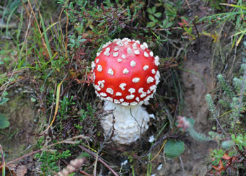 fly agaric amanita muscaria photo 2018 Mike Petty