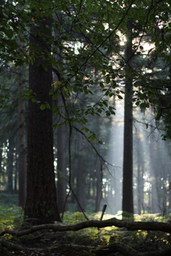 Hooge Veluwe okt 2018 photo mike petty