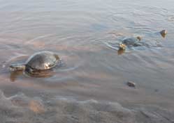 lesvos lesbos turtles molyvos 