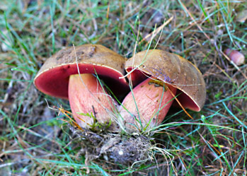 boletus pulcherrimus 2018 Mike Petty